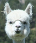 Evannie